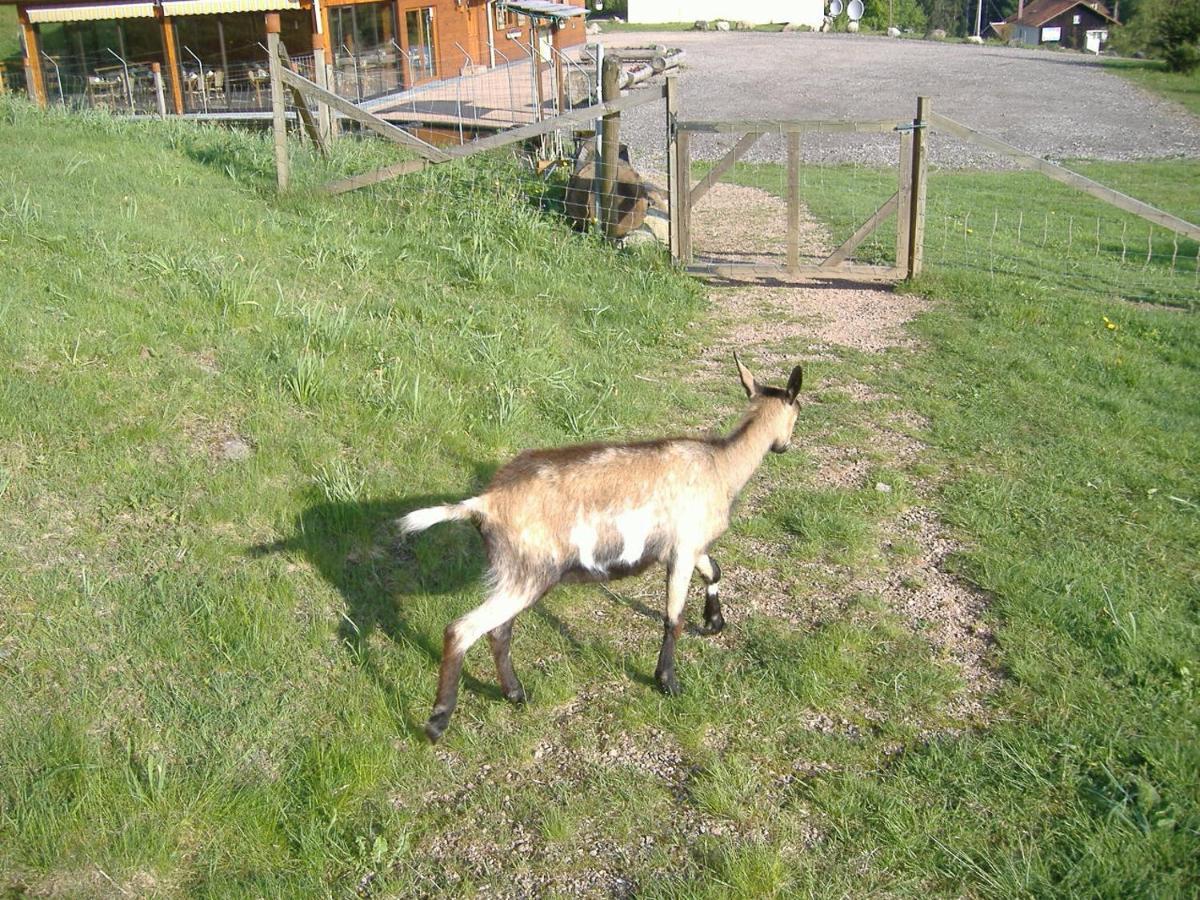 Les Gites De La Bergerie Xonrupt-Longemer Bagian luar foto